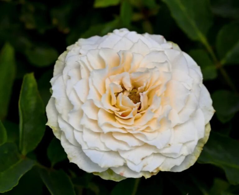 Garden Julietta Cream™