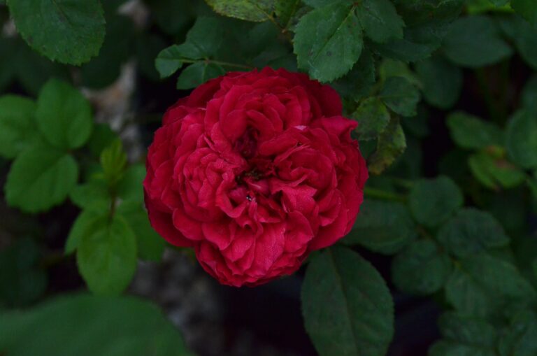 Grandma’s Red™