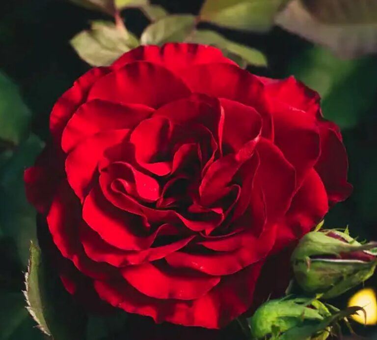 Hearts® Rose Bush