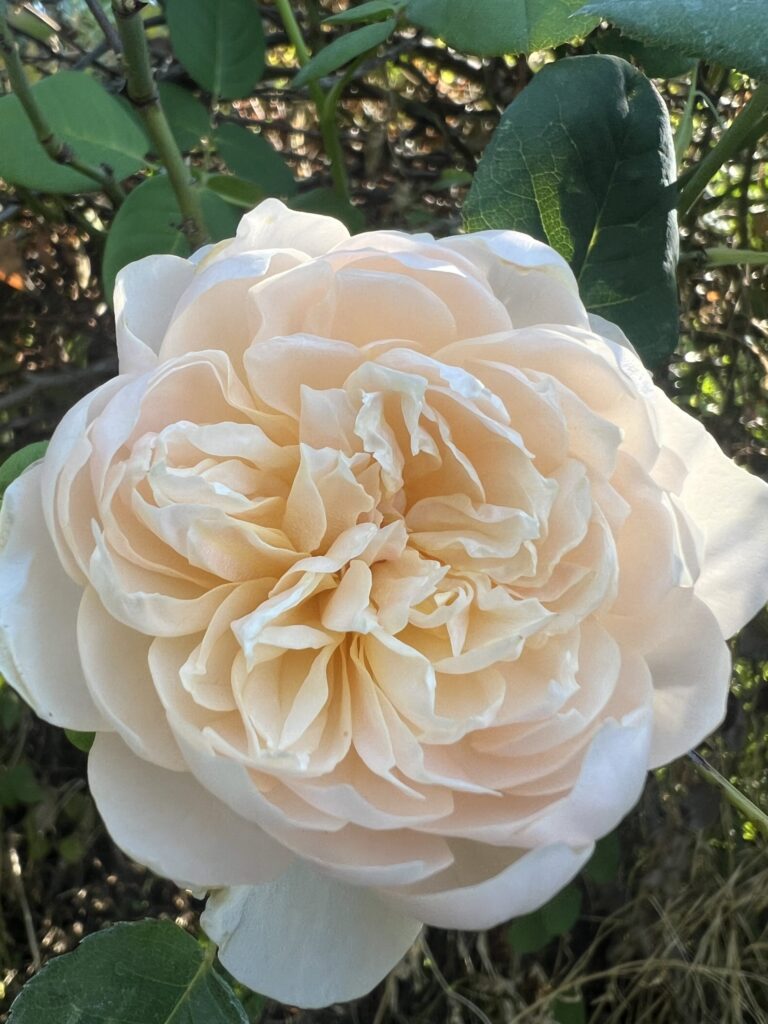 Troilus (AUSoil)