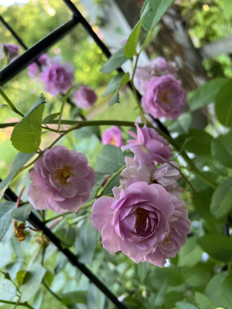 Rise Up Lilac Days®