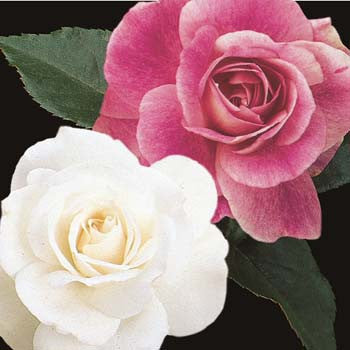 Tree Iceberg & Brilliant Pink 36″