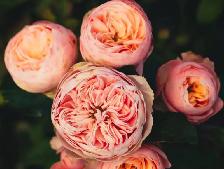 Rosa Lady Ella™