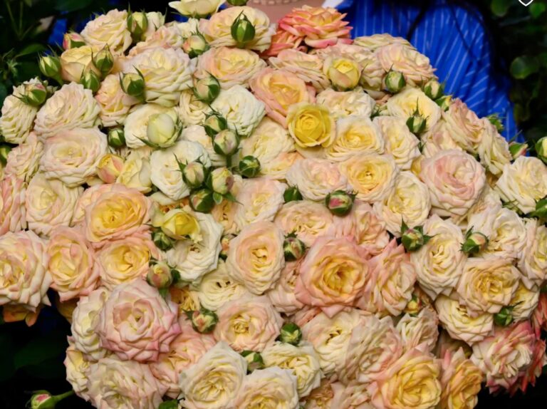 Lemon Chiffon™