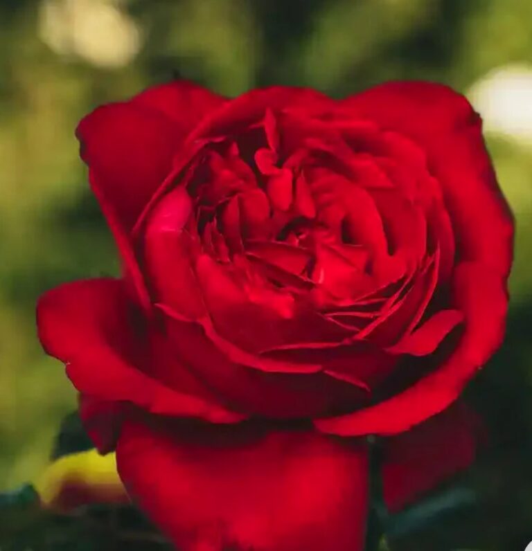 Maison Rouge™