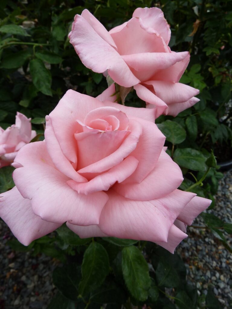 Marylou Whitney