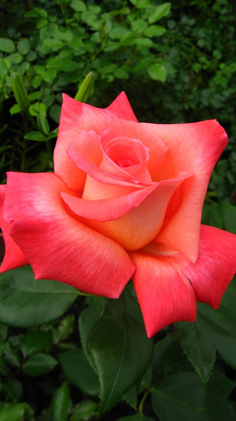 Mrs. Talat Rizvi
