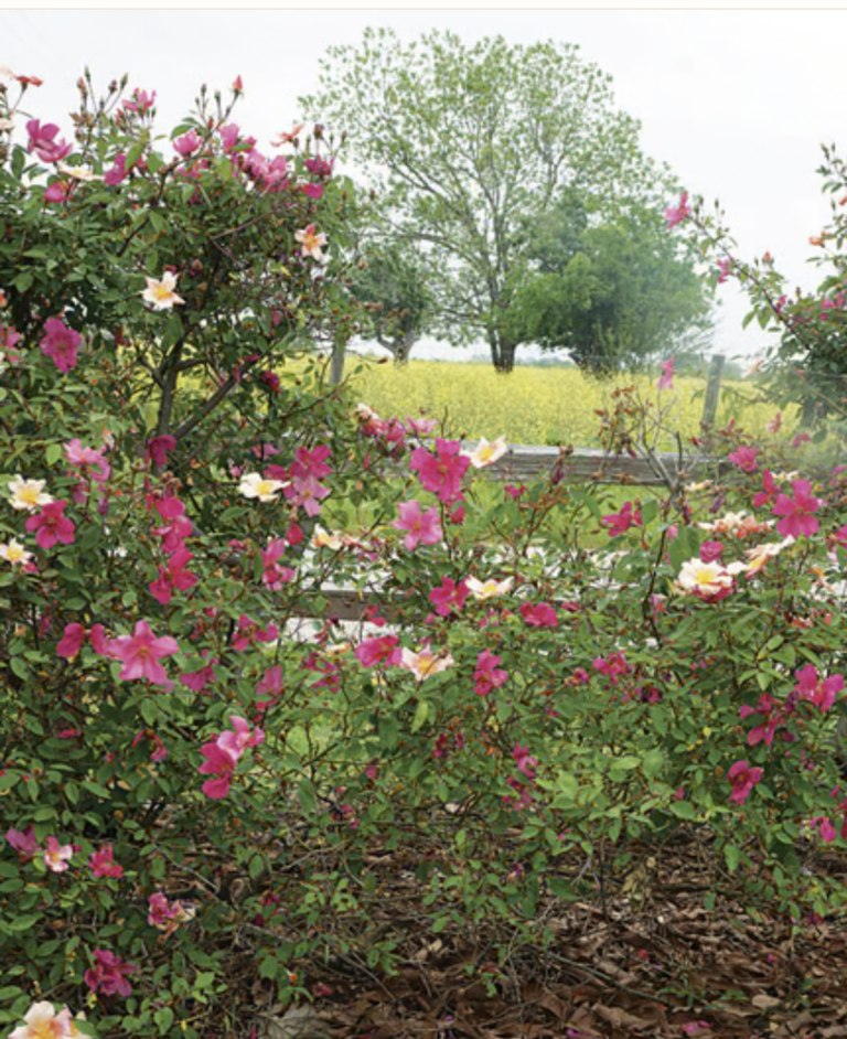 Mutabilis