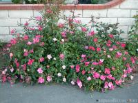 Mutabilis