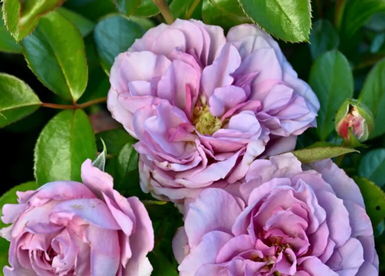 Seena’s Petals of Courage™
