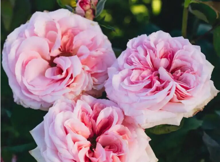 Pink O’Hara™ Rose Bush