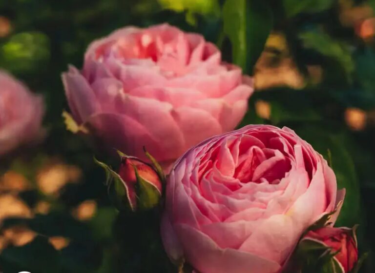 Rosa Pink ‘N Pretty™