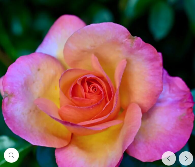 Rosa del Camino de Santiago™