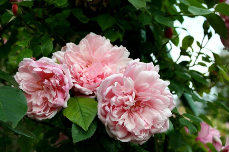 Albertine