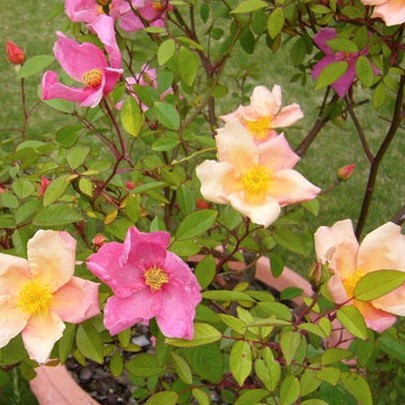 Mutabilis