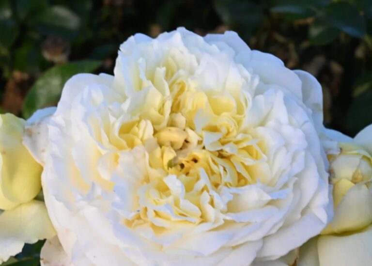 Rose de Bretagne™
