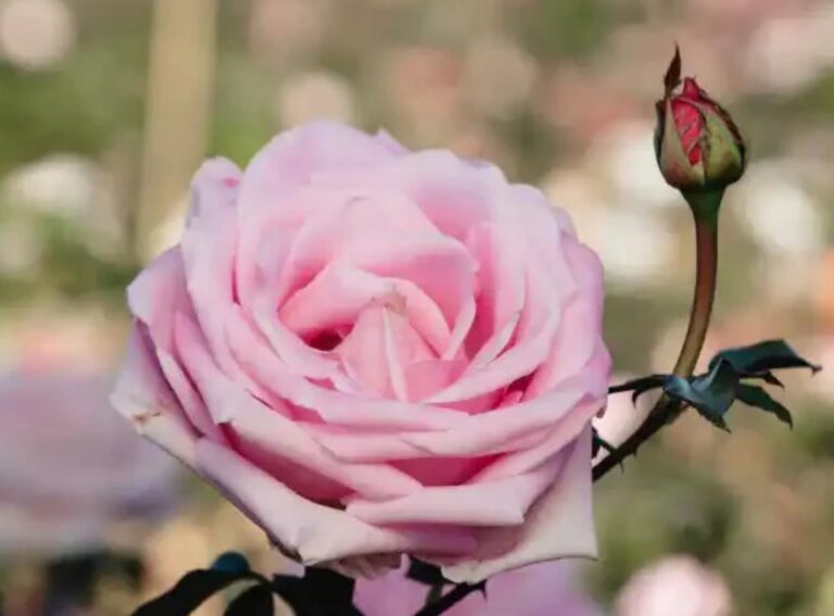 Rose De Rennes™