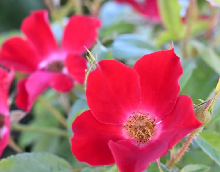 Rose de Tende™