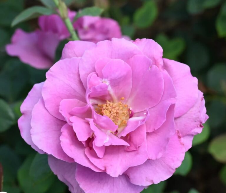 Royal Amethyst™