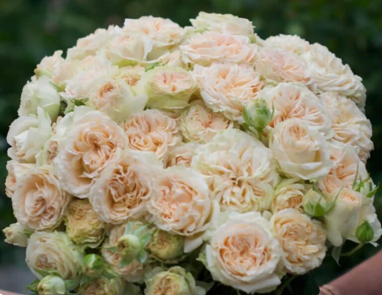 Summerrose™