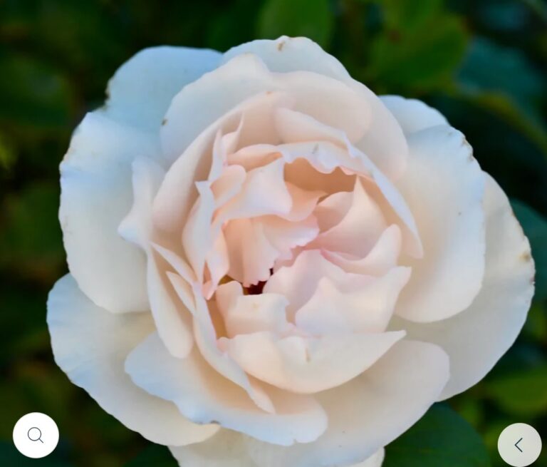 Tresor du Jardin™