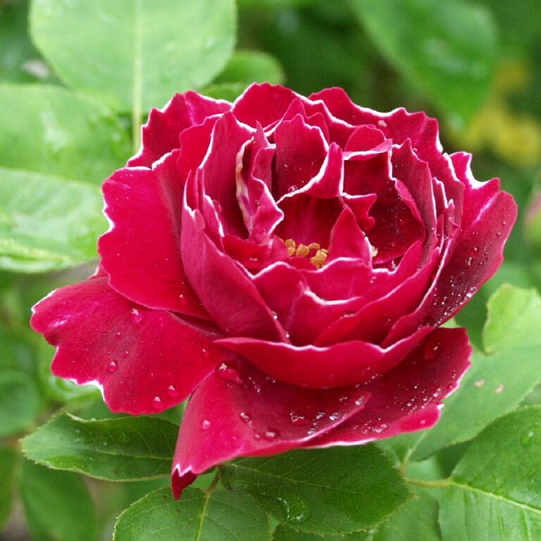 Baron Girod de l’Ain