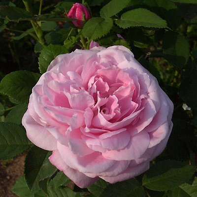Baroness Rothschild