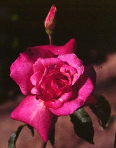 Beauty Inconstante