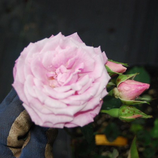 Beauty of Rosemawr