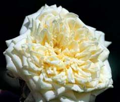 Blumenschmidt