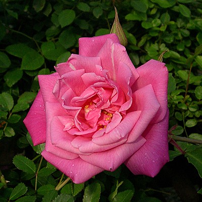 Bon Silene