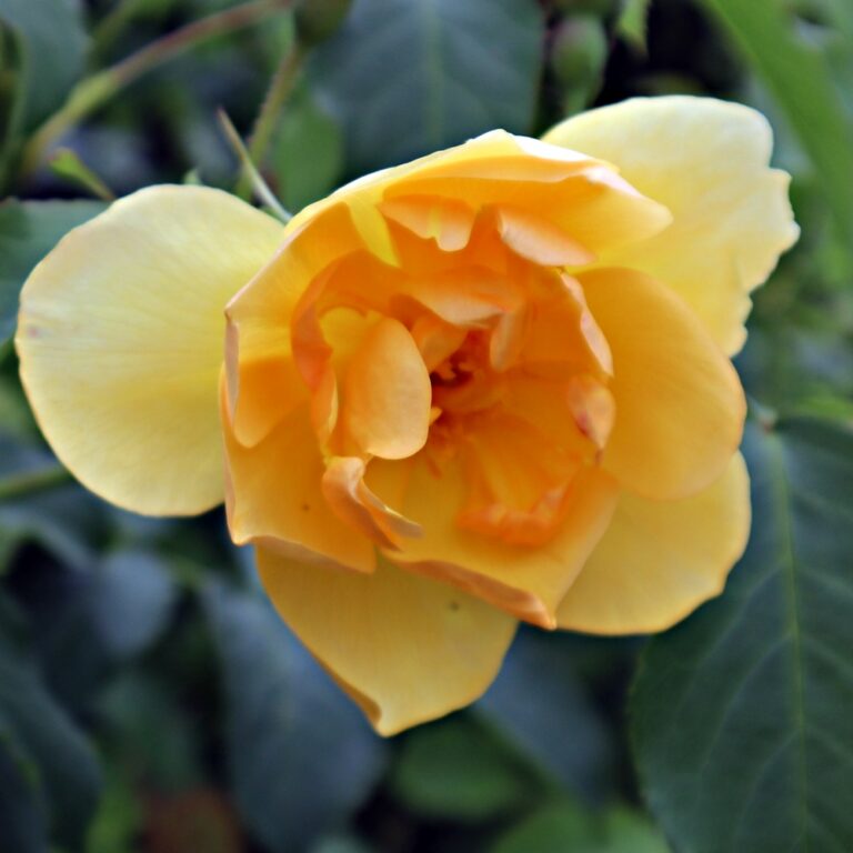Buttercup (AUSband)