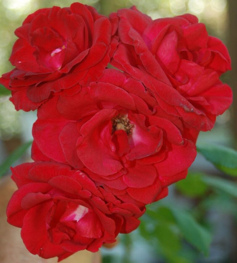 Cadenza