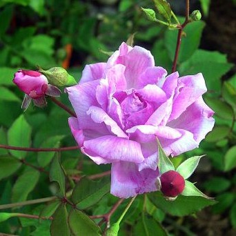 Camelia Rose