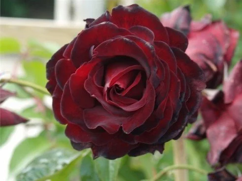 Crimson Cascade