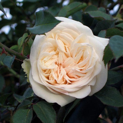 Devoniensis (Shrub)