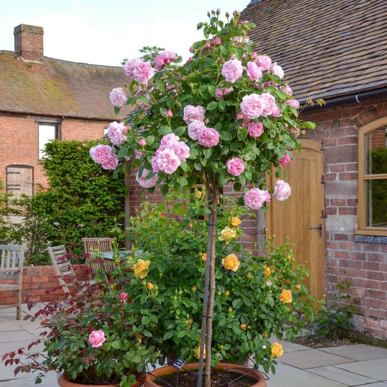 Mary Rose® (AUSmary) Tree
