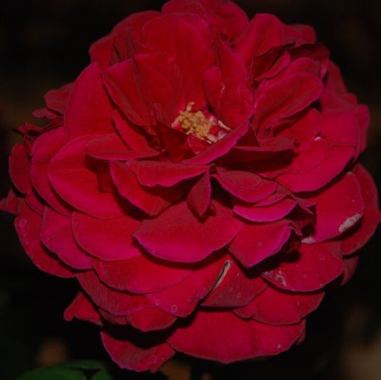 L.D.Braithwaite (AUScrim)
