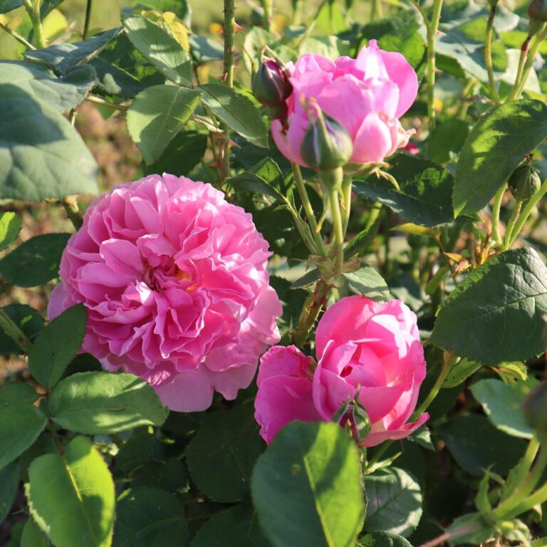 Mary Rose® (AUSmary)
