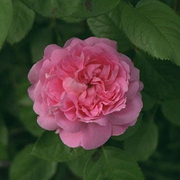 Mary Rose® (AUSmary)