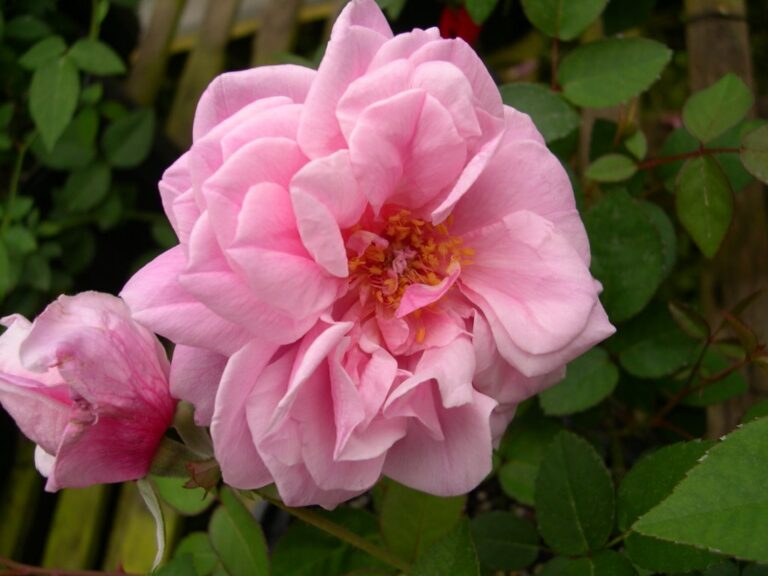 mme-laurette-messimy