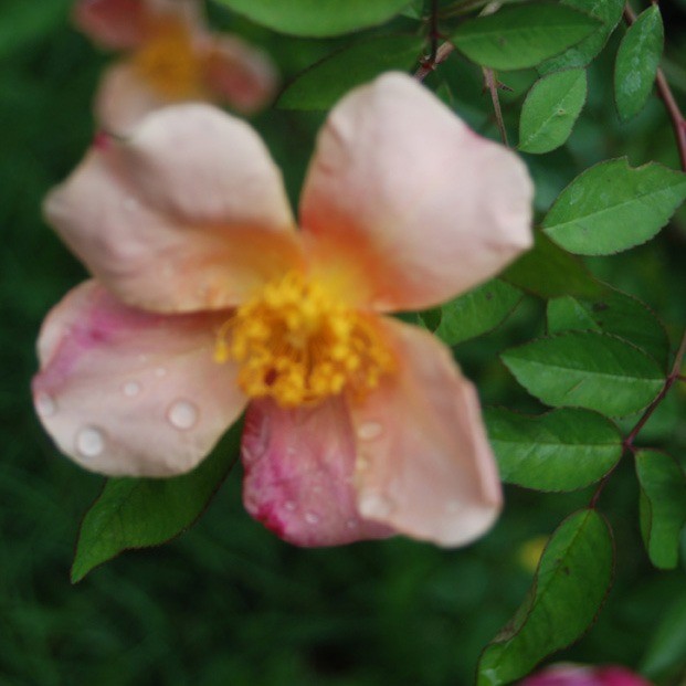 Mutabilis