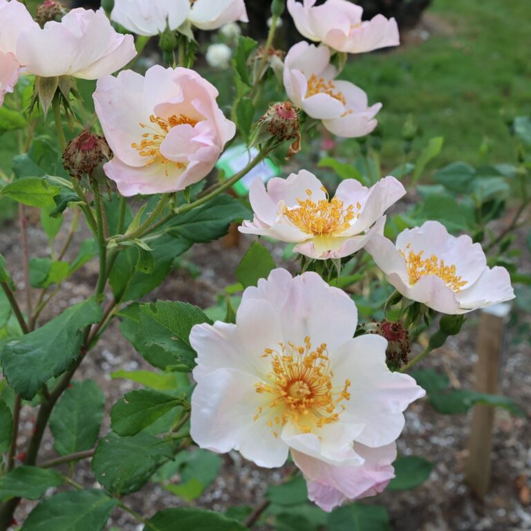 Peach Blossom (AUSblossom)