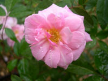 pink-gate