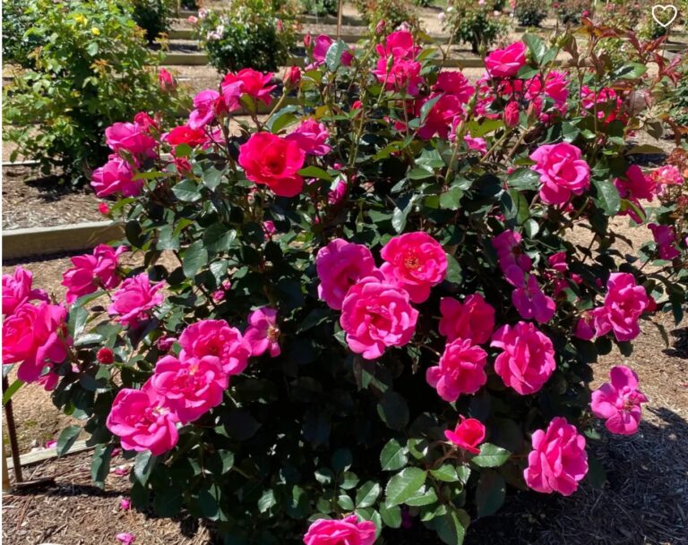 Pink Miracle™