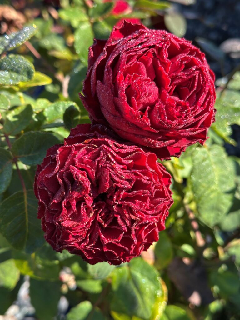 Red Ruffles (Jalbert)