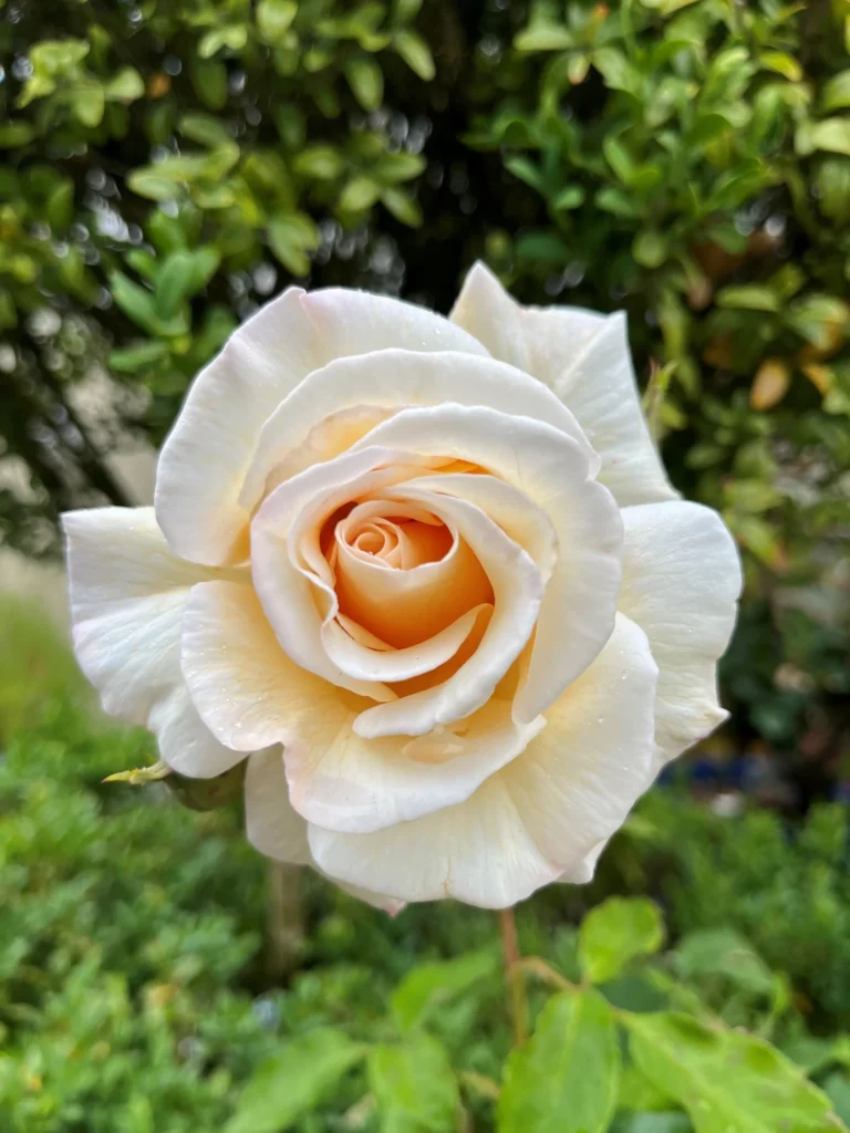 Rose of Rosalie