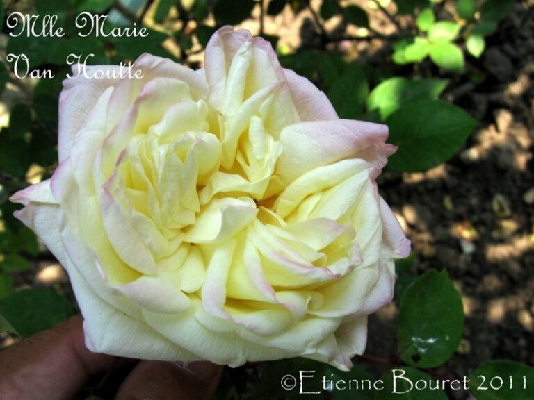 Marie Van Houtte