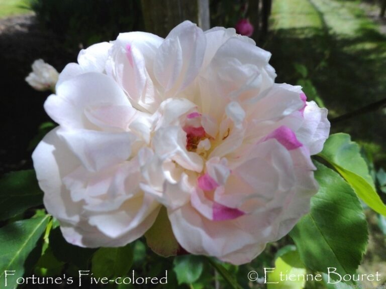 Fortune’s Five Color
