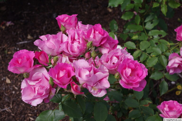 Dancing Pink